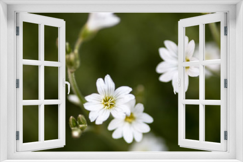 Fototapeta Naklejka Na Ścianę Okno 3D - White flowers of Stellaria (stitchwort or chickweed)