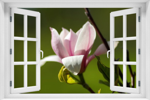 Fototapeta Naklejka Na Ścianę Okno 3D - Bright garden flowers