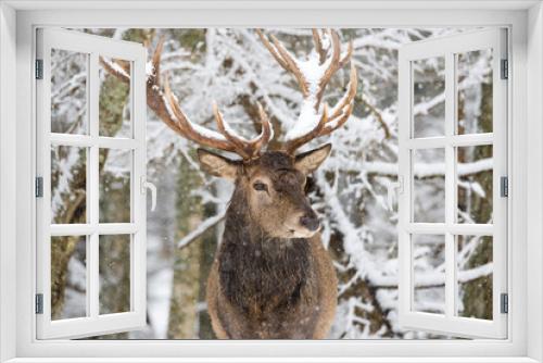 Fototapeta Naklejka Na Ścianę Okno 3D - Single adult noble deer with big beautiful horns on snowy field on forest background. European wildlife landscape with snow and deer with big antlers.Portrait of Lonely elk.Desired trophy for hunters.