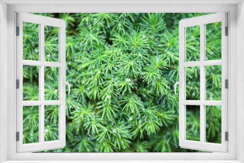 Fototapeta Naklejka Na Ścianę Okno 3D - Evergreen juniper branches