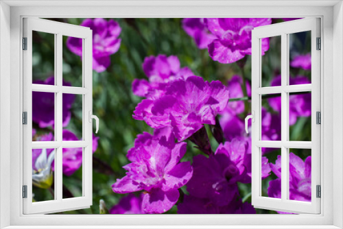 Fototapeta Naklejka Na Ścianę Okno 3D - Violet Carnation
