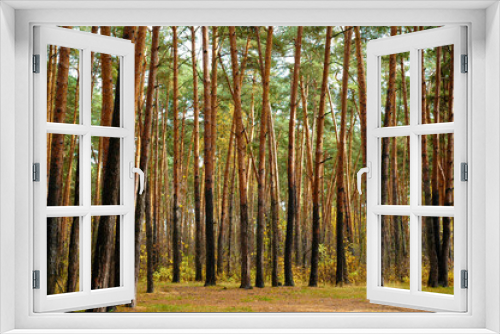 Fototapeta Naklejka Na Ścianę Okno 3D - Pine tree forest at sunny day.
