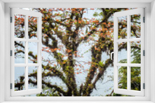 Fototapeta Naklejka Na Ścianę Okno 3D - Tree in the rainy mountains