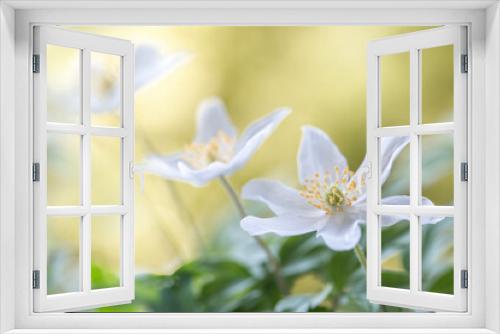 Fototapeta Naklejka Na Ścianę Okno 3D - Wood Anemone