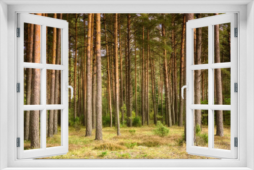 Fototapeta Naklejka Na Ścianę Okno 3D - Beautiful landscape of pine forest