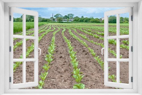 Fototapeta Naklejka Na Ścianę Okno 3D - sugar beet plants