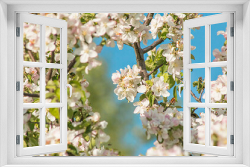 Fototapeta Naklejka Na Ścianę Okno 3D - Flowers of an apple tree on a background of blue sky macro close.