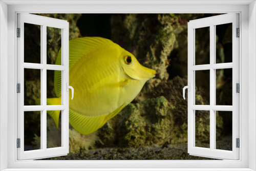 Fototapeta Naklejka Na Ścianę Okno 3D - Side view of yellow tang fish in front of corals and live rocks with yellow anemone and xenia
