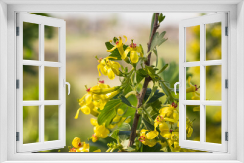 Fototapeta Naklejka Na Ścianę Okno 3D - Yellow blackcurrant flowers in bloom