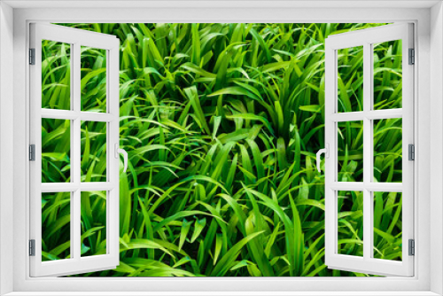 Fototapeta Naklejka Na Ścianę Okno 3D - Juicy grass on sunny day