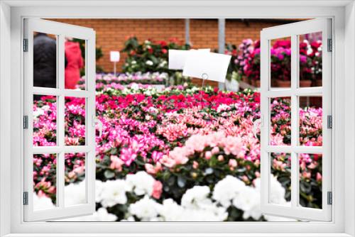 Fototapeta Naklejka Na Ścianę Okno 3D - Pink azalea flowerpots for sale in flower shop