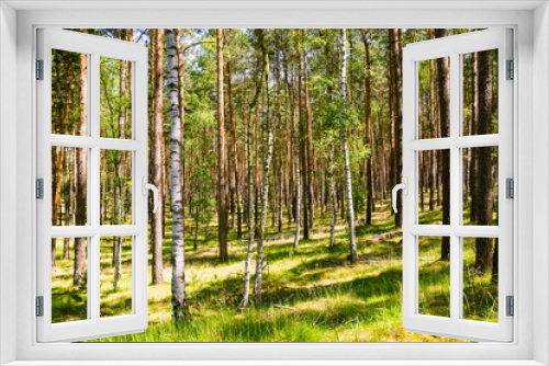 Fototapeta Naklejka Na Ścianę Okno 3D - Wald in Brandenburg