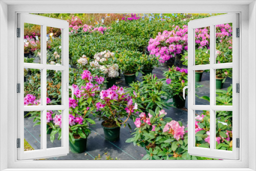 Fototapeta Naklejka Na Ścianę Okno 3D - Rhododendron flowers in pots on sale in plants nursery.