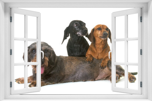 Fototapeta Naklejka Na Ścianę Okno 3D - three dachshunds in studio