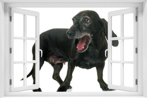 Fototapeta Naklejka Na Ścianę Okno 3D - old black dachshund
