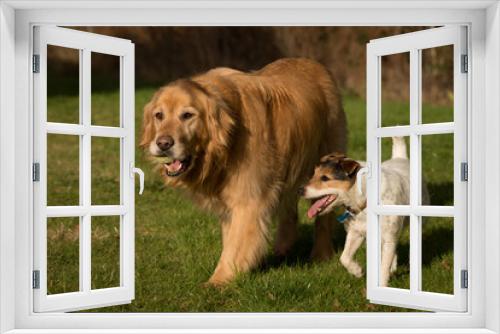 Fototapeta Naklejka Na Ścianę Okno 3D - dogs playing
