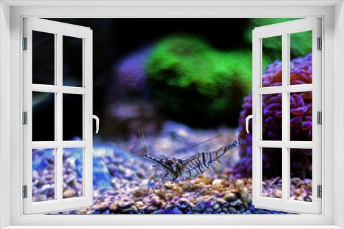 Fototapeta Naklejka Na Ścianę Okno 3D - Palaemon elegans, Mediterranean shrimp 
