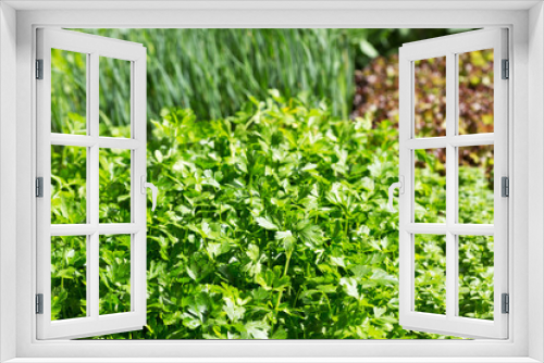 Fototapeta Naklejka Na Ścianę Okno 3D - green parsley in a garden