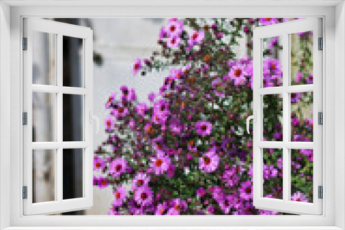 Fototapeta Naklejka Na Ścianę Okno 3D - Purple Michaelmas daisy on the background of the gray door at the entrance
