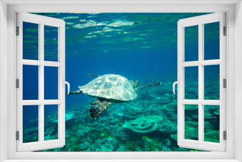 Fototapeta Naklejka Na Ścianę Okno 3D - A turtle sitting at corals under water surface