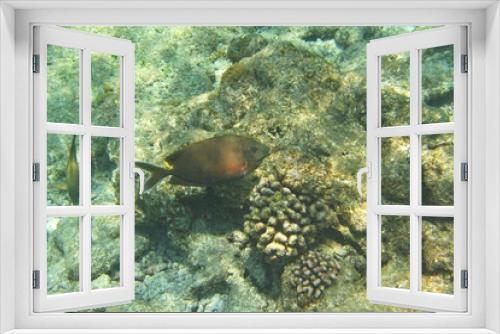 Fototapeta Naklejka Na Ścianę Okno 3D - Underwater reef with fishes and corals on Ukulhas, Maldives