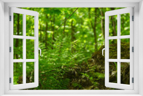 Fototapeta Naklejka Na Ścianę Okno 3D - The picture of green forest foliage