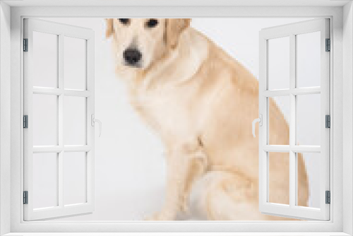 Fototapeta Naklejka Na Ścianę Okno 3D - The dog golden retriever is looking in camera over white