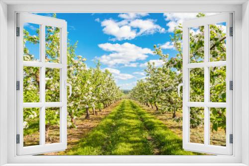 Fototapeta Naklejka Na Ścianę Okno 3D - Apple garden blossom