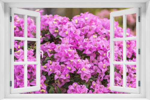 Fototapeta Naklejka Na Ścianę Okno 3D - Purple bougainvillea blossom