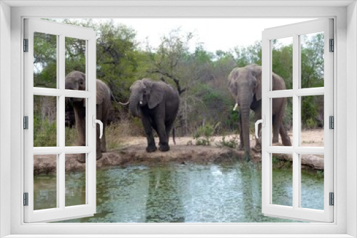 Fototapeta Naklejka Na Ścianę Okno 3D - Trois éléphants au point d'eau 