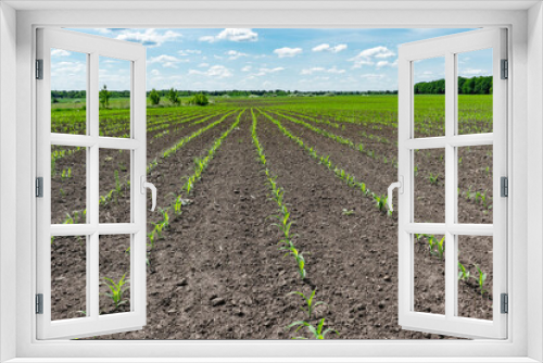 Fototapeta Naklejka Na Ścianę Okno 3D - Corn field in summer