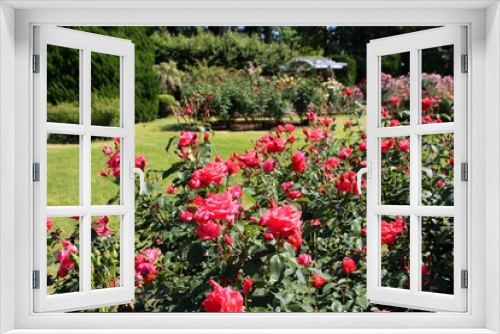Fototapeta Naklejka Na Ścianę Okno 3D - 色鮮やかな薔薇