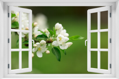 Fototapeta Naklejka Na Ścianę Okno 3D - Веточка цветущей яблони