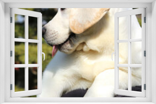 Fototapeta Naklejka Na Ścianę Okno 3D - a little cute labrador puppy on a shoulder