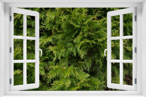 Fototapeta Naklejka Na Ścianę Okno 3D - Pine Tree Close Up