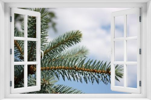 Fototapeta Naklejka Na Ścianę Okno 3D - Young fir tree