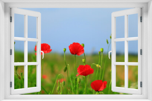 Fototapeta Naklejka Na Ścianę Okno 3D - red poppy flowers