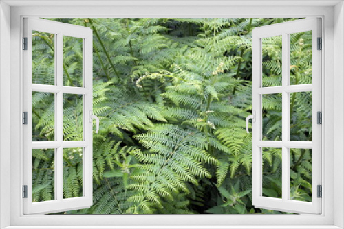 Fototapeta Naklejka Na Ścianę Okno 3D - Bracken a genus of large, coarse ferns common to the United Kingdom
