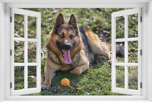 Fototapeta Naklejka Na Ścianę Okno 3D - Beautiful Young Brown German Shepherd Dog Close Up