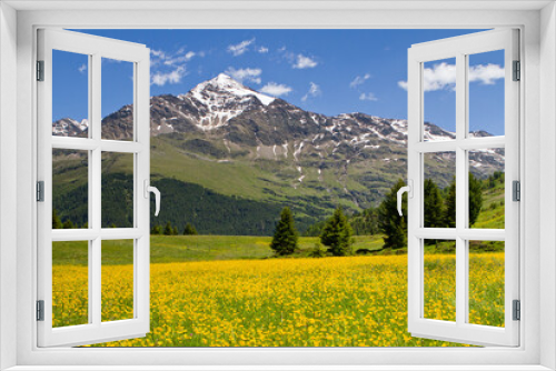 Fototapeta Naklejka Na Ścianę Okno 3D - Mountain's meadows in bloom, on Santa Caterina Valfurva, Valtellina, Lombardy