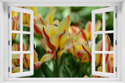 Fototapeta Naklejka Na Ścianę Okno 3D - Yellow tulips with red stripes in a spring garden.