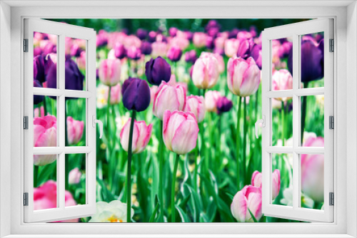 Fototapeta Naklejka Na Ścianę Okno 3D - Spring garden with colorful tulips.