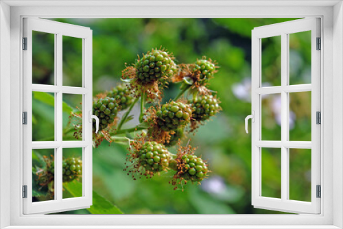 Fototapeta Naklejka Na Ścianę Okno 3D - unripe blackberry in the garden