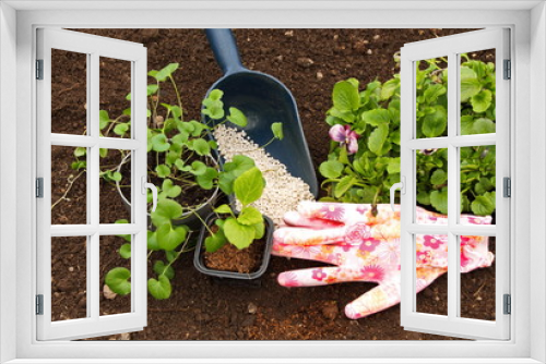 Fototapeta Naklejka Na Ścianę Okno 3D - рассада цветов виолы и садовые перчатки на почве