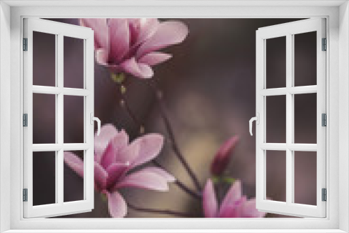 Fototapeta Naklejka Na Ścianę Okno 3D - magnolia flowers