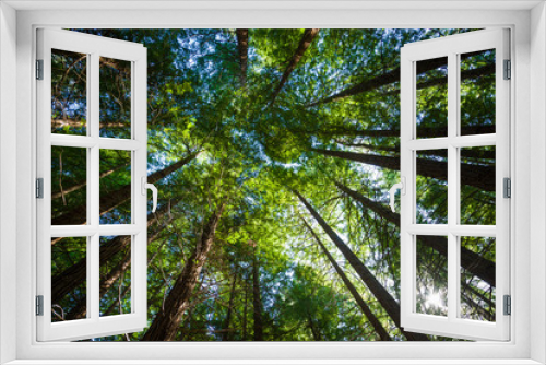 Fototapeta Naklejka Na Ścianę Okno 3D - redwood secuoya