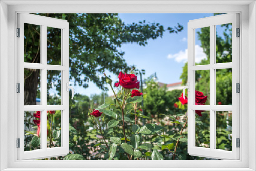 Fototapeta Naklejka Na Ścianę Okno 3D - Roses on the flowerbed