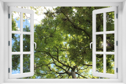 Fototapeta Naklejka Na Ścianę Okno 3D - Bosque con firmamento azul