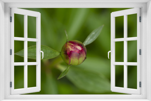 Fototapeta Naklejka Na Ścianę Okno 3D - Peony Bud