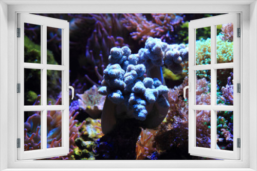 Fototapeta Naklejka Na Ścianę Okno 3D - sea aquarium background